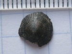 Patella sp.