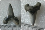 Cretoxyrhina vraconensis, передний