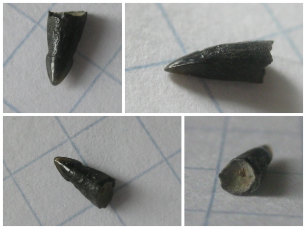 рыбы, зубы, Канев, Lepisosteus, fish, teeth
