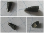 Lepisosteus?