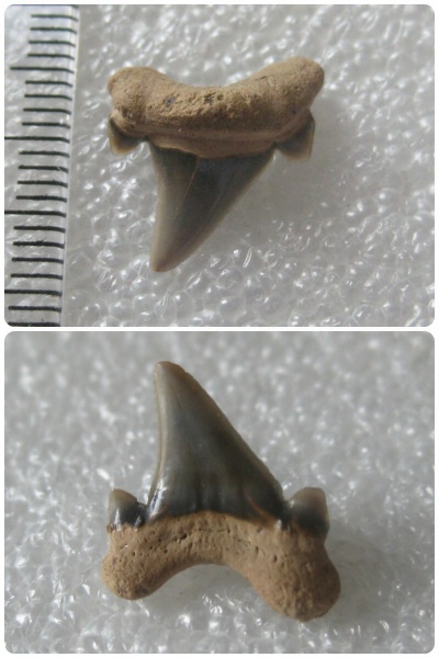 мел, зубы, акулы, альб, зубы акул, Cretoxyrhina, Elasmobranchii, Канев, Cretoxyrhinidae, Cretoxyrhina vraconensis, Albian, Cretaceous, teeth, shark teeth, sharks