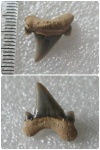Cretoxyrhina vraconensis