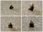 Heterodontus cf. canaliculatus