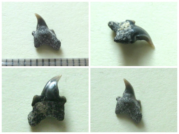 альб, зубы акул, Elasmobranchii, Archaeolamna, Канев, патологии, интермедиальные зубы, Albian, shark teeth