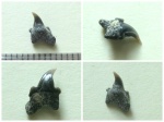 Патологический интермедиальный альбской Archaeolamna