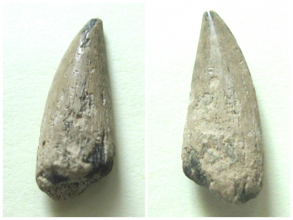 Osteichthyes