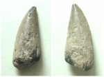 Osteichthyes