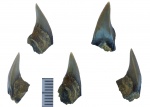 Paraisurus sp.