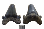 Cretoxyrhina vraconensis, боковой