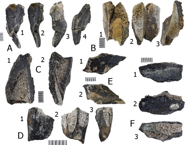 мел, химеры, альб, Ischyodus, Канев, Albian, Cretaceous