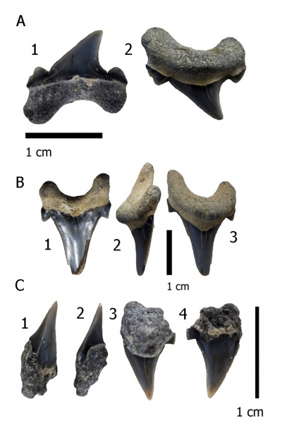 мел, акулы, альб, Cretoxyrhina, Elasmobranchii, Канев, симфизные зубы, Cretoxyrhina vraconensis, Albian, Cretaceous, sharks