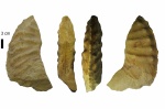 Mortoniceras (?)
