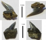 Передние Hexanchiformes