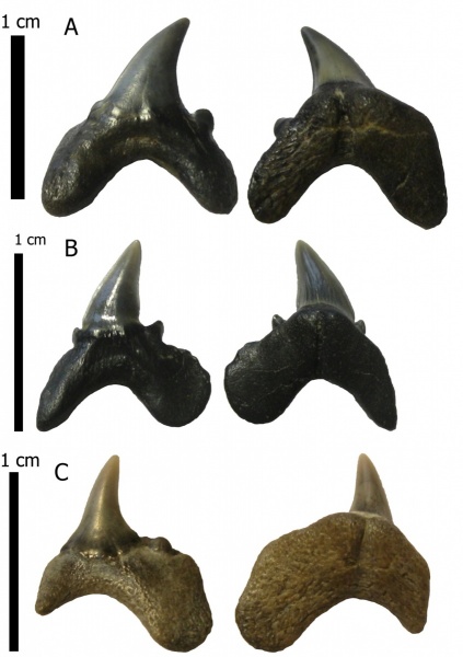 эоцен, Elasmobranchii, Striatolamia, Киев, интермедиальные зубы