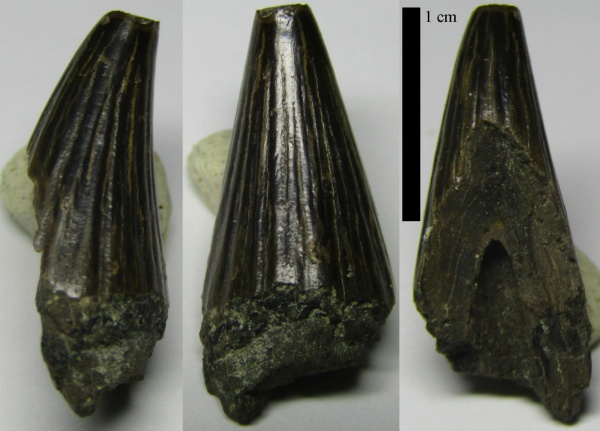 мел, ихтиозавры, зубы, морские рептилии, альб, Platypterygius, Канев, teeth