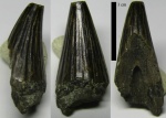 Platypterygius (?)