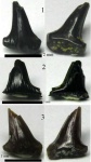 Meristodonoides sp.