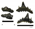 Synechodus dubrisiensis Synechodus dubrisiensis