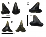 Альбские Carcharhiniformes и Orectolobiformes