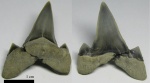 Cretoxyrhina vraconensis