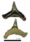 Synechodus dubrisiensis