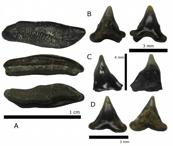 мел, альб, зубы акул, Elasmobranchii, Канев, Heterodontiformes, Heterodontus, Heterodontus upnikensis, shark teeth