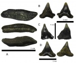 Heterodontus upnikensis Dalinkevicius, 1935