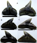 Physogaleus cf. secundus