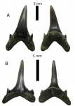 Альбские Eostriatolamia