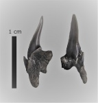 Pseudoscapanorhynchus cf. compressidens Pseudoscapanorhynchus cf. compressidens