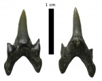 Protolamna