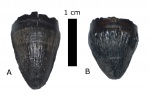 Меловые аллигаторы: Deinosuchus и Brachychampsa