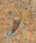 Nothosaurus mirabilis