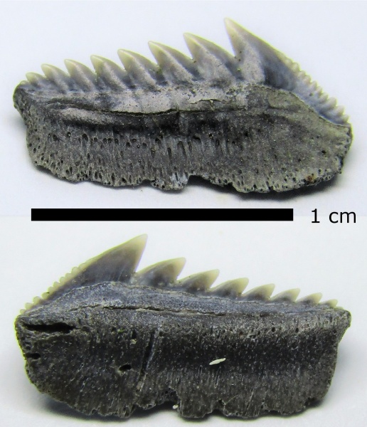 зубы, эоцен, акулы, зубы акул, Elasmobranchii, Киев, Hexanchus, Hexanchiformes, Hexanchus microdon