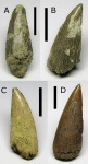 Protosphyraena sp.
