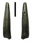 Enchodus cf. petrosus
