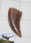 Saurornitholestes langstoni