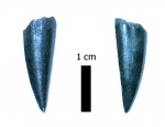 Xiphactinus audax
