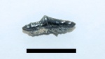 Целый Polyacrodus