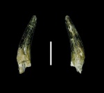 Плезиозавр Leptocleidia indet.