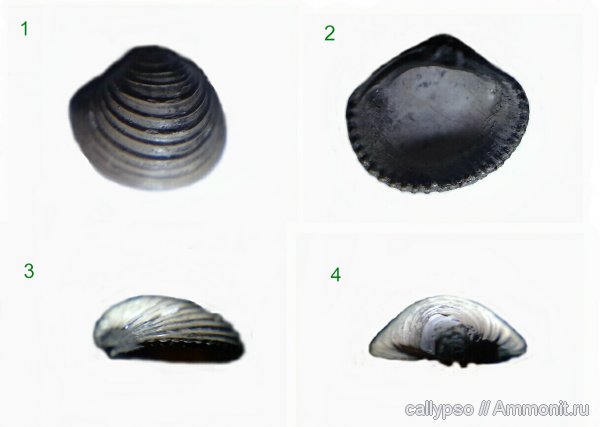 двустворчатые моллюски, келловей, Astarte, Callovian, Middle Jurassic
