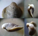 Cleiothyridina pectinifera