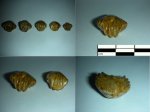 Ivanoviella alemanica