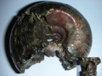 Cadoceras