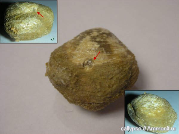 Athyridida, казанский ярус, Cleiothyridina, Cleiothyridina capillata
