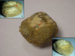 Cleiothyridina cf. capillata Waagen.