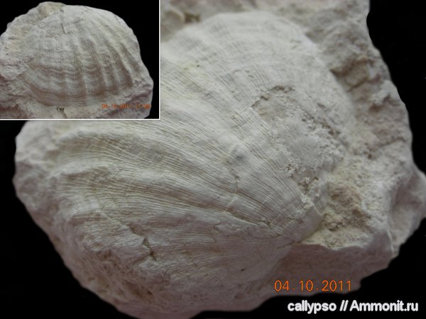 Meekella, Meekella eximia, Orthotetidina, Orthotetoidea, Meekellidae