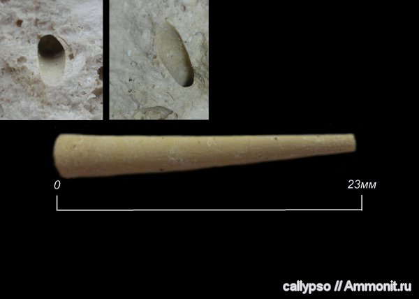 лопатоногие моллюски, Dentalium, Scaphopoda