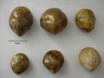 Aulacothyris impressa (Bronn)