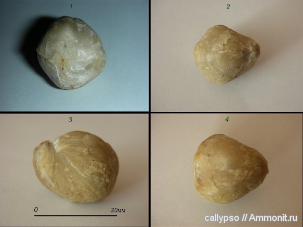 Athyridida, Нижегородская область